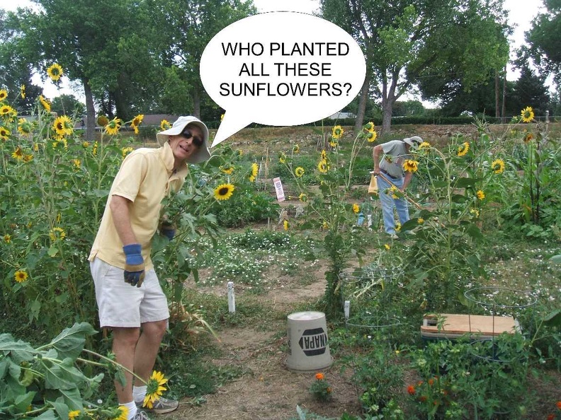 95 Sunflowers (8)A.jpg