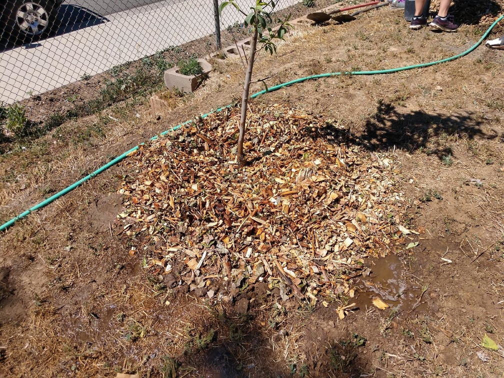 Fruit Tree Planting (29)