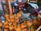 Pumpkins in the barn