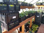 Brown's Greenhouse Donation (15)