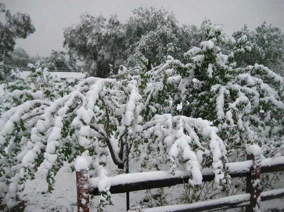 Snow Storm Orchard Saturday morning (1)