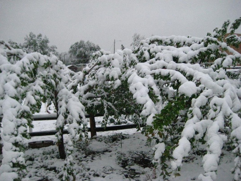Snow Storm Orchard Saturday morning (2).jpg