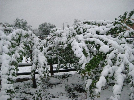 Snow Storm Orchard Saturday morning (2)