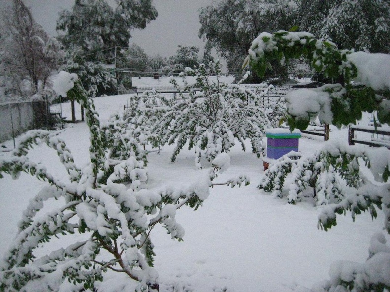 Snow Storm Orchard Saturday morning (3).jpg