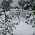 Snow Storm Orchard Saturday morning (3)