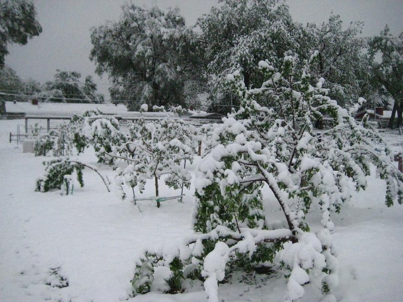Snow Storm Orchard Saturday morning (4).jpg