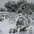 Snow Storm Orchard Saturday morning (4)