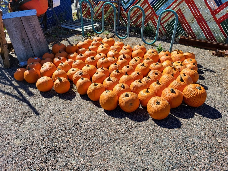 Pumpkins from Young's.jpg
