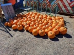 Pumpkins from Young's